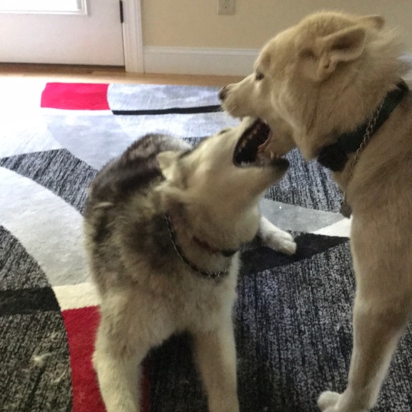 Meet your Posher, Nicole - Picture 1 of 1